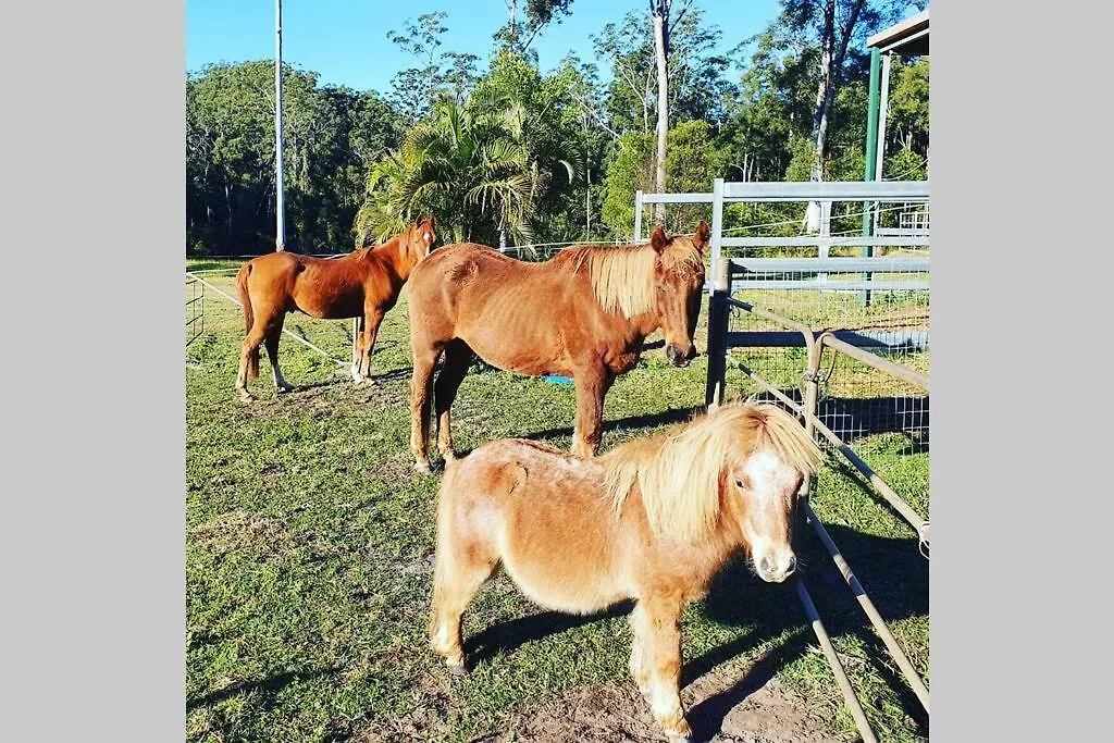 Apartment Cabin Country Retreat Paskins Farm Palmwoods