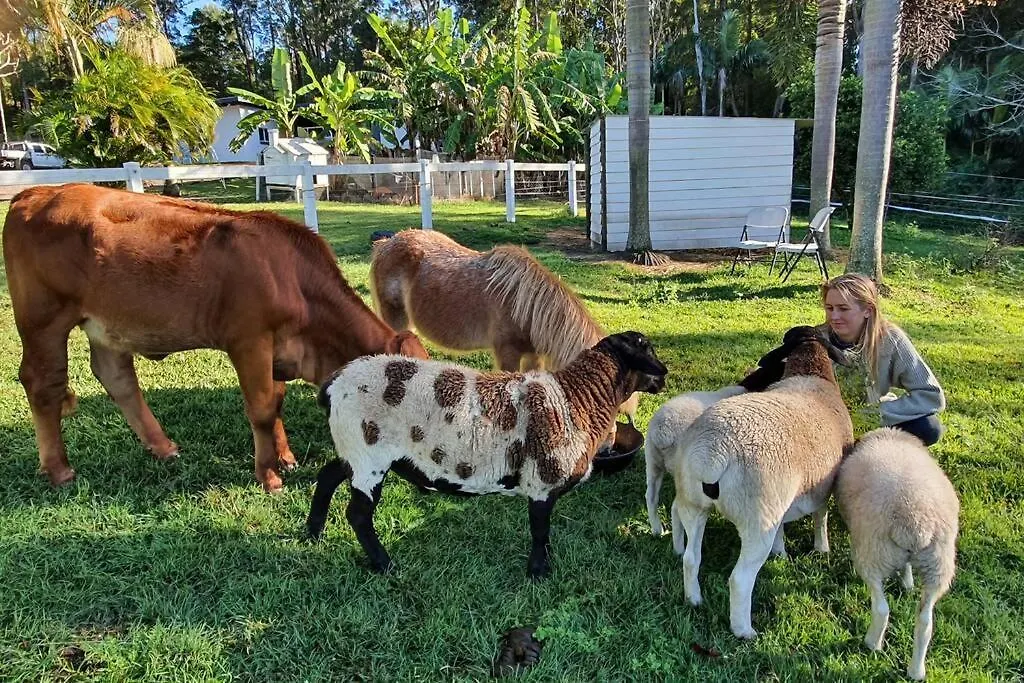 Cabin Country Retreat Paskins Farm Palmwoods 0*,